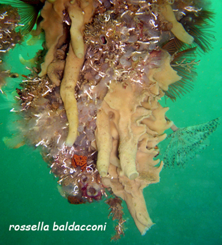 Paraleucilla magna Klautau et al., 2004